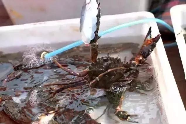 开海了有什么海鲜推荐买的,开海了海鲜去哪里买