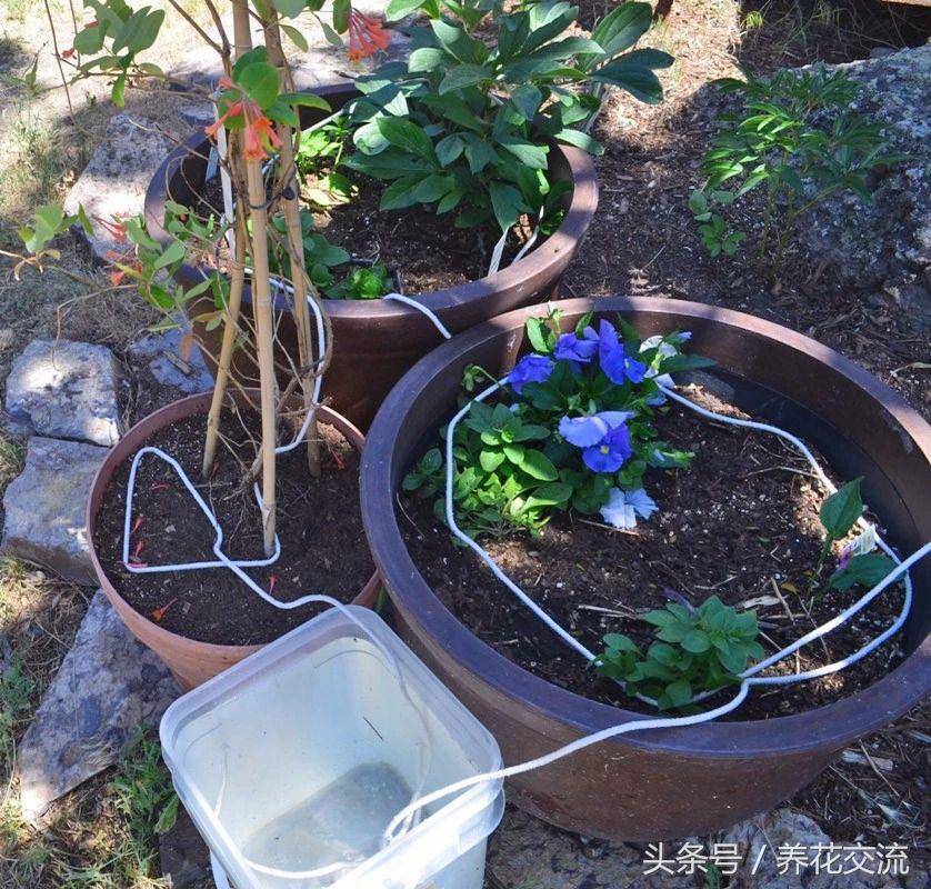 离家出走怎么生存小妙招,离家一个月的植物怎么浇水