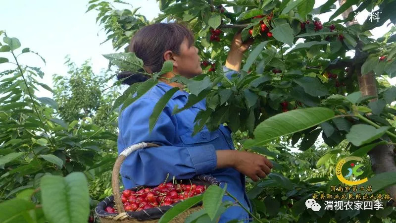 渭南市第二届最美职业农民候选人,渭南最美职业农民候选人