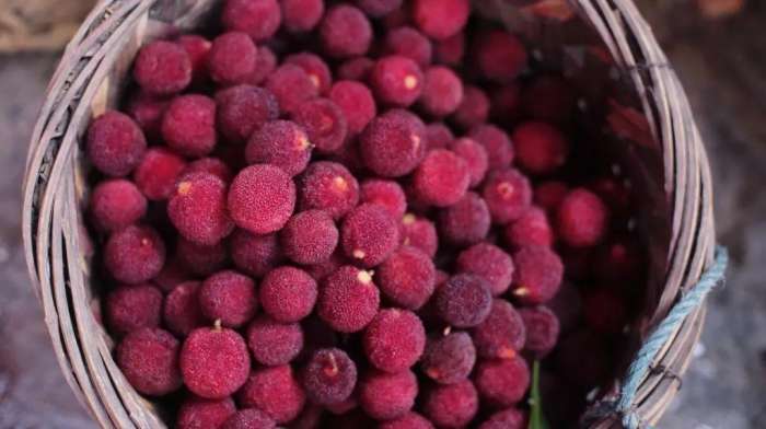 如何用糖杨梅酱腌制杨梅,冰糖腌杨梅的简单正确方法