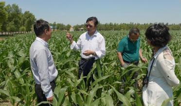 玉米与什么植物套种高产,春玉米套种夏玉米栽培技术