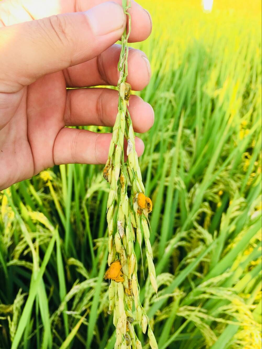 水稻病虫害防治方法,凤阳水稻病虫害防治具体时间