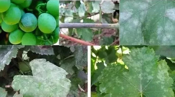 葡萄虫害防治最好方法,葡萄蓟马虫害的防治方法