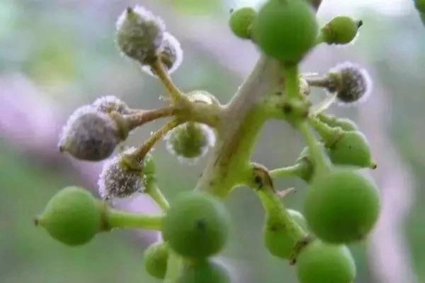 葡萄虫害防治最好方法,葡萄蓟马虫害的防治方法