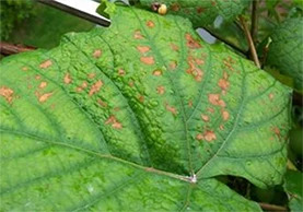 葡萄虫害防治最好方法,葡萄蓟马虫害的防治方法