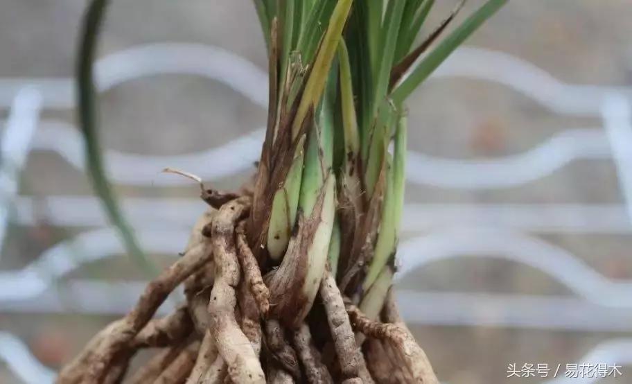 如何促使大花蕙兰兰花花芽分化,青山玉泉兰花花芽分化时间