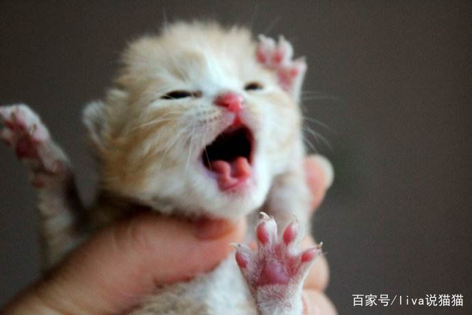 刚到家的小奶猫需要去医院吗,刚接回来的小奶猫容易得的传染病