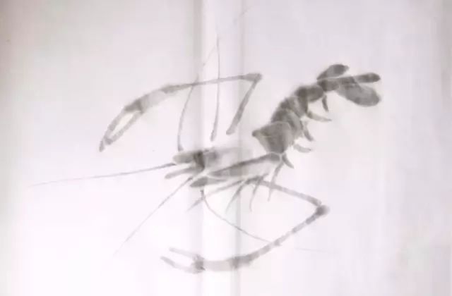 简单方法画虾,怎样画虾教学视频