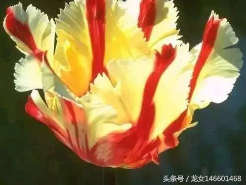 世界各国的国花视频,各国国花及花语列表