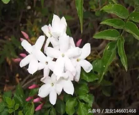 世界各国的国花视频,各国国花及花语列表