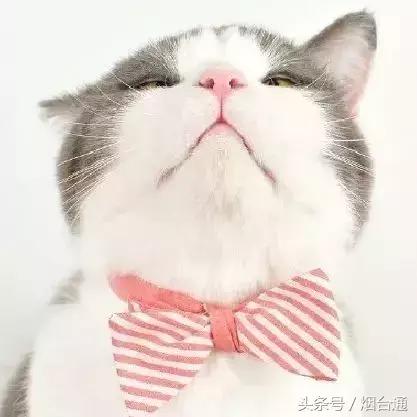 烟台开海现场直播视频,开海现场视频直播