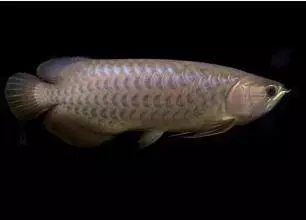 哪种龙鱼最好养又便宜,大型龙鱼视频大全集