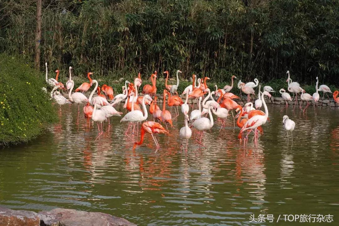 开着车到野外然后看见大象在迁徙,开着皮卡车去寻宝