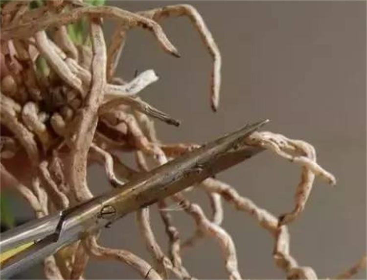 兰花长不好，原来是它“空”了，这该怎么办呢？