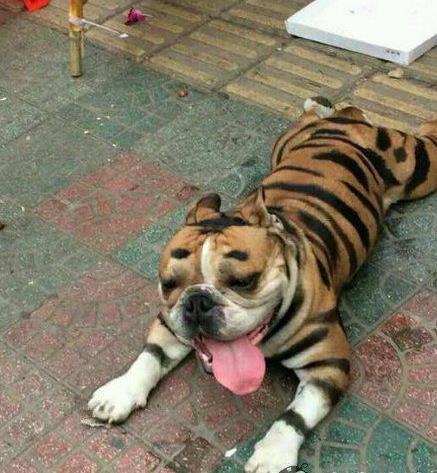 crispr基因编辑可治疗什么,CRISPR能消除培养细胞中艾滋病病毒