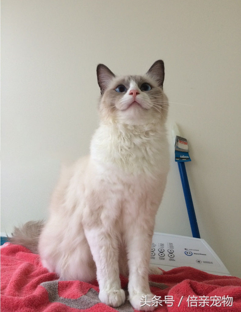 怎么给猫咪洗澡用什么沐浴露,铲屎官如何给猫咪洗澡呢