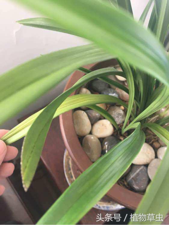 兰花上盆后必须有退草的现象吗,刚种下不久的兰花出现黄叶怎么办