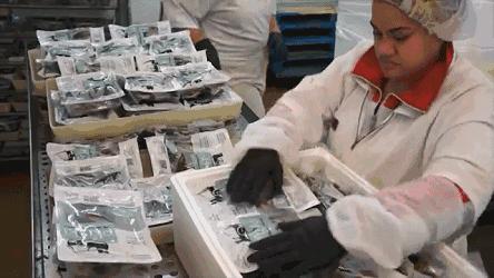 新西兰海边青口贝,新西兰赶海吃青口贝