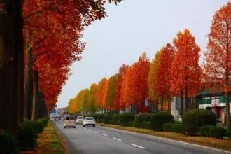 「交通看点」建设“完整林荫道”——步行和自行车交通环境设计建设图集亮点介绍（一）