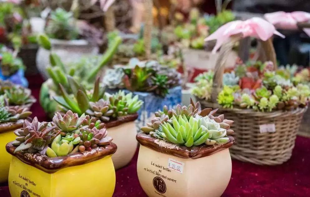 小伙回到农村种“多肉”,一棚能赚五六万元