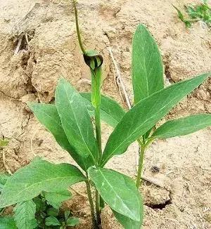 玉米地草长得比玉米还高,玉米地里比玉米贵100倍的草