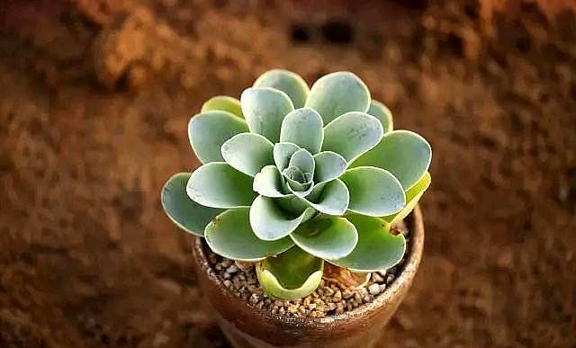 多肉植物怎么修根快呢,多肉植物修根怎么又快又干净