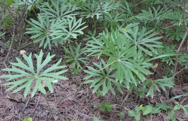 什么野草贵,什么野草能卖钱