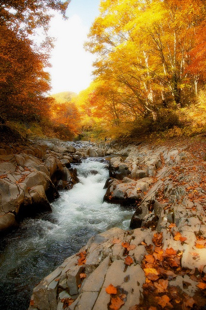 好的排毒胶囊,最好的排毒养颜药品