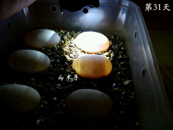 草龟繁殖经验分享孵蛋40天破壳,草龟养殖日记从幼苗开始