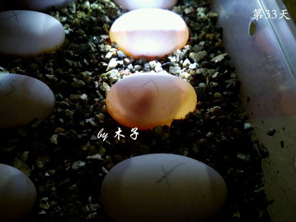 草龟繁殖经验分享孵蛋40天破壳,草龟养殖日记从幼苗开始