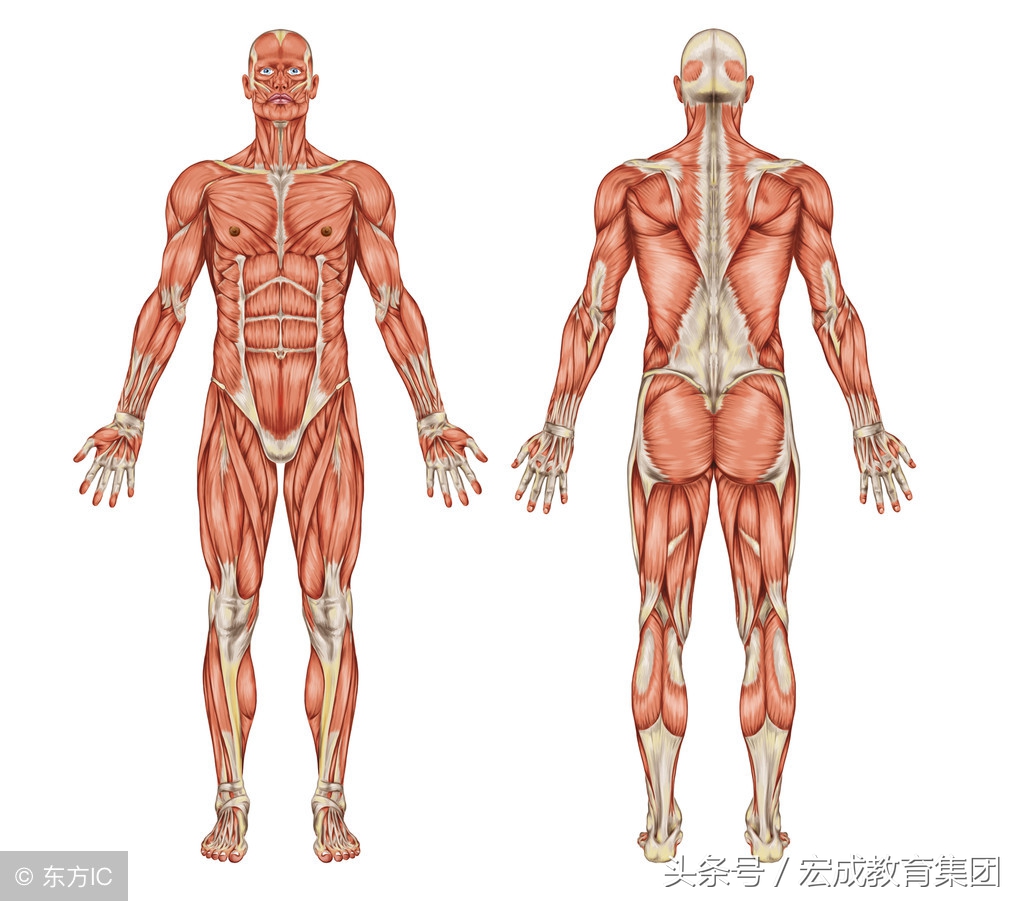 中医确有专长针灸考试视频,中医专长考核针灸技术类型