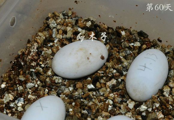 草龟繁殖经验分享孵蛋40天破壳,草龟养殖日记从幼苗开始