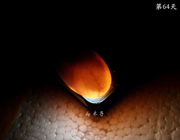 草龟繁殖经验分享孵蛋40天破壳,草龟养殖日记从幼苗开始