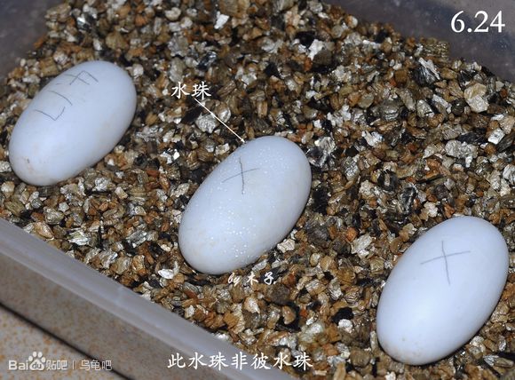 自己养的草龟怎么孵化草龟蛋,自家养的草龟如何产蛋