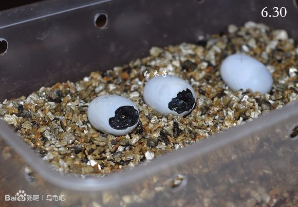 自己养的草龟怎么孵化草龟蛋,自家养的草龟如何产蛋