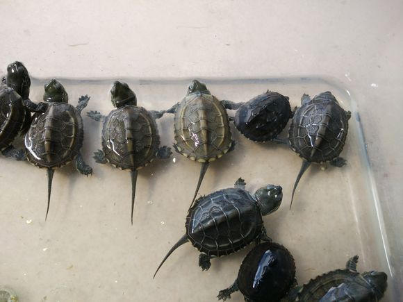 自己养的草龟怎么孵化草龟蛋,自家养的草龟如何产蛋