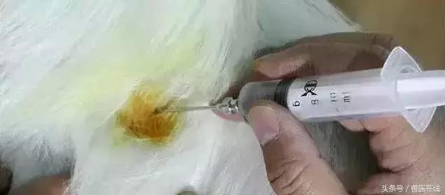 看图羊病,看图学经络