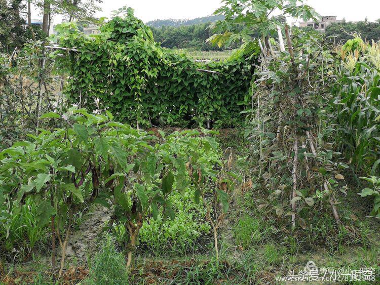 故人具鸡黍邀我至田家邀的意思,故人具鸡黍邀我至田家什么意思