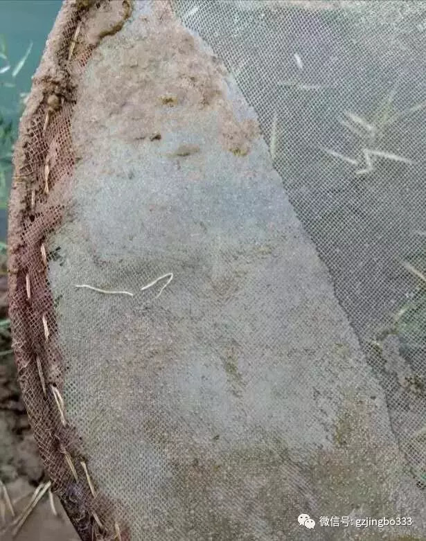 虾白便怎么快速消除,虾出现白便能治愈吗