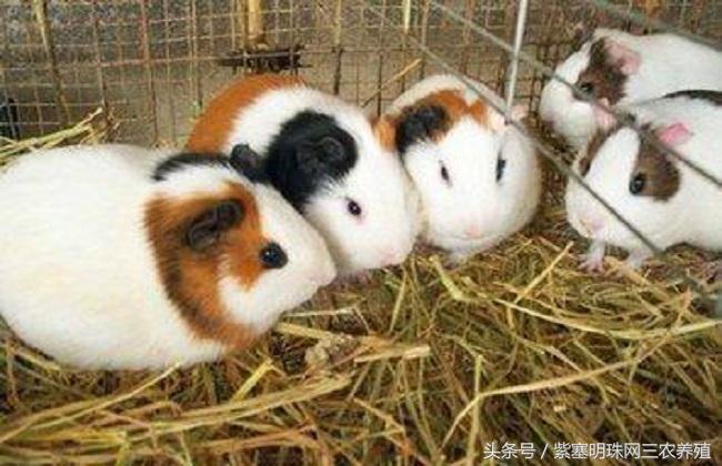 大型养殖荷兰猪新手入门必知,荷兰猪怎么养殖技术最好