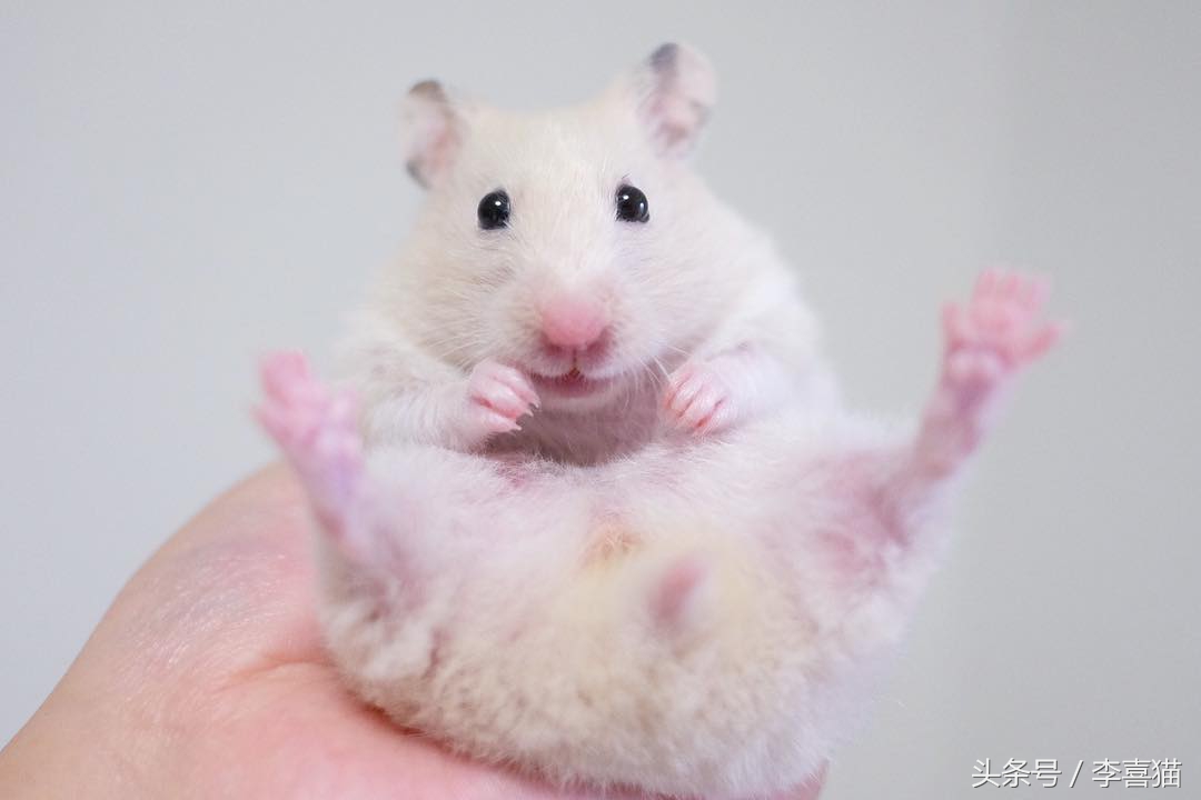 仓鼠金丝熊有多可爱,金丝熊胖胖的样子