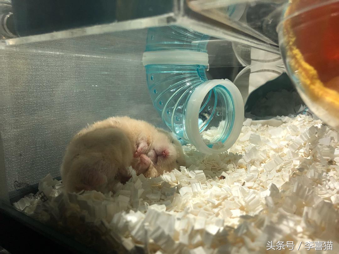 金丝熊仓鼠饲养注意事项,仓鼠金丝熊怎么饲养