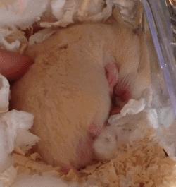 仓鼠金丝熊有多可爱,金丝熊胖胖的样子