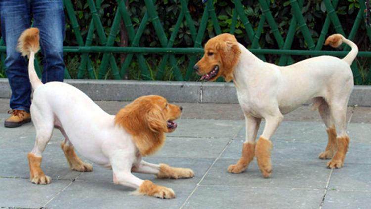 给狗狗剃毛3大误区,现在怎么给狗狗剃毛