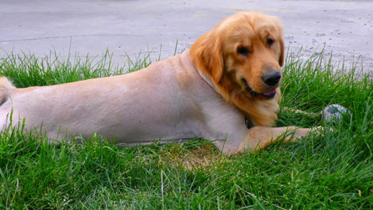 给狗狗剃毛3大误区,现在怎么给狗狗剃毛