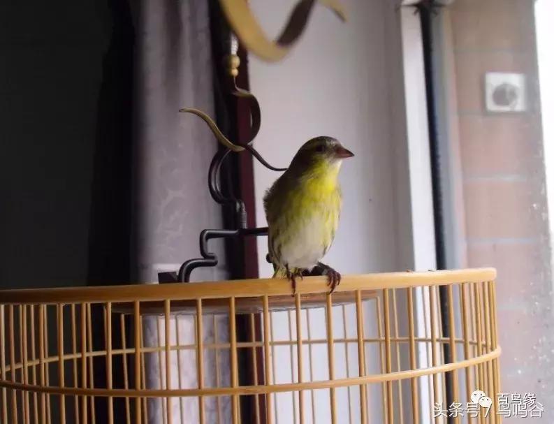 新手养鸟注意事项大全图片,新手养鸟要注意什么
