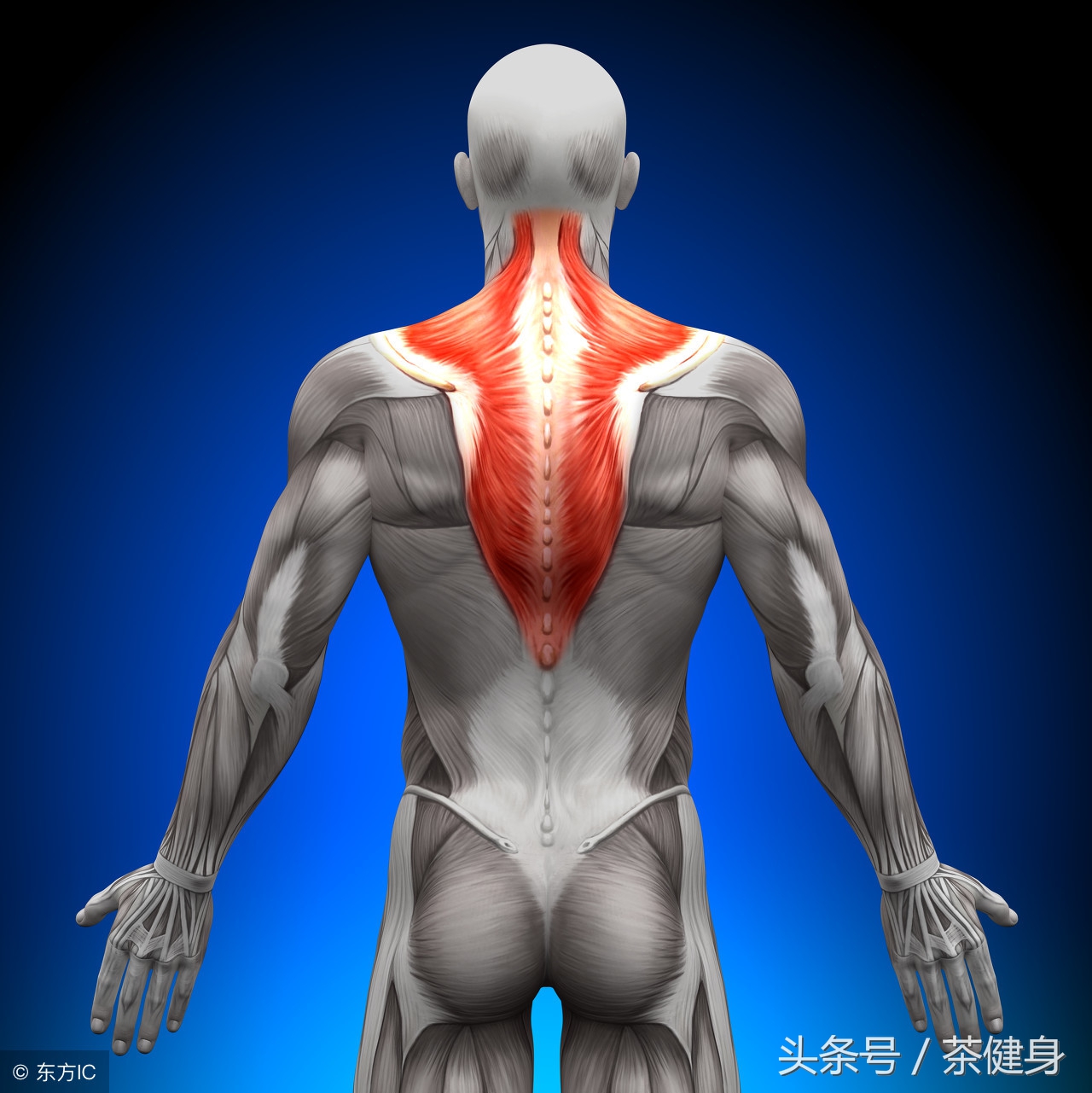 每天只需5分钟瘦手臂,瘦手臂和背部肩膀最快的方法最新