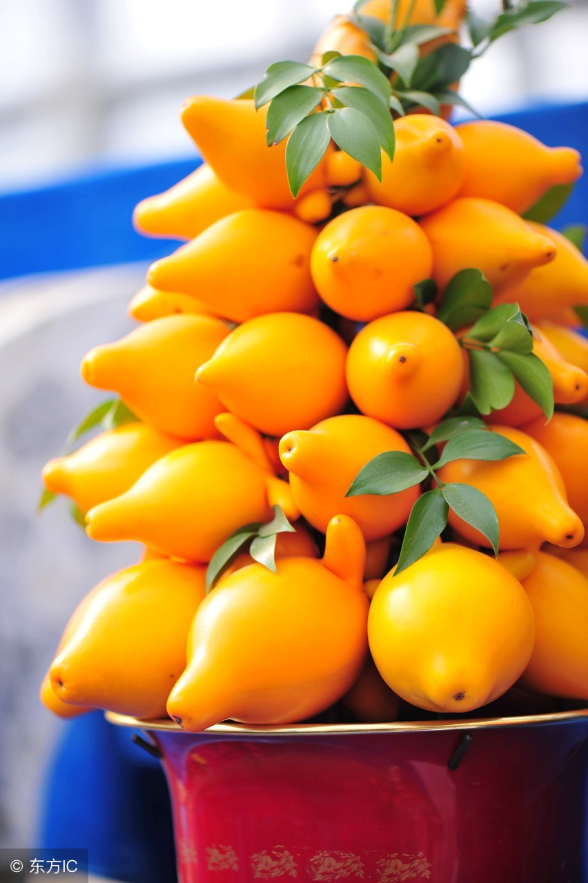 这植物果子有毒不能食用,却能治疗脚气和足癣!寓意财运高照!