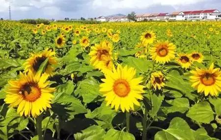 江苏省连云港地图高清版大图,连云港海地图怎么画