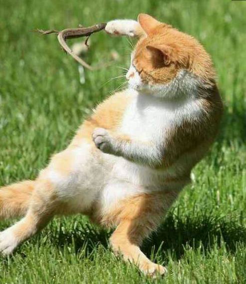 动物搞笑视频抓拍一瞬间,盘点动物搞笑瞬间视频